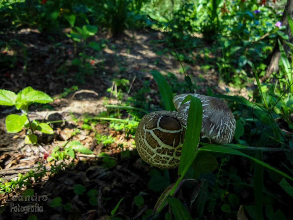 Pousada Passaredo Montanha Ibiúna Esterno foto